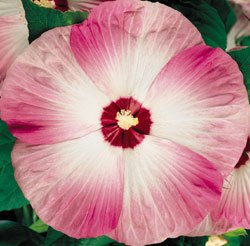 Hibiscus Disco Belle Pink 25 Plants