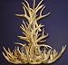 Antler Lighting - 6 Lite Tall Mule Deer Chandelier
