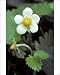 Photographic Prints of Wild Strawberry from Ardea Wildlife Pets