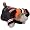 Cleveland Browns