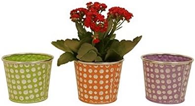 Wald Imports Assorted 5-inch Pastel/ Dots Distressed Containers (Set of 6)