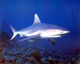 Carl Roessier Tiger Bull Shark Art Poster Print - 20" X 16"