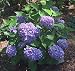 Shrub, \