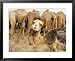 A Baby Camel Stands by as Older Ones Feed Near the Mauritanian Capital Nouakchott Fra...