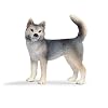 Schleich Husky Female
