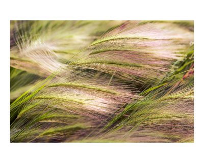 Wild Rye