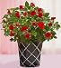 Flowers by 1800Flowers - Alluring Rose Plant
