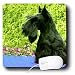 Dogs Scottie - Scottie - Mouse Pads