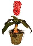 Large Hyacinth - Beauty - Artificial Plant