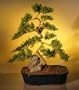 Bonsai Boy's Juniper Karate Kid Bonsai Tree - Extra Large juniper procumbens nana