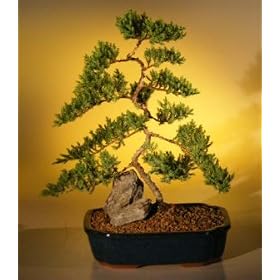 Bonsai Boy's Juniper Karate Kid Bonsai Tree - Extra Large juniper procumbens nana