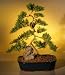 Bonsai Boy's Juniper Karate Kid Bonsai Tree - Extra Large<br><i>(juniper procumbens 