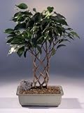 41M910KHJRL. SL160  Bonsai Boys Ficus Bonsai Tree   Trellis Style<br><i>(ficus midnight)</i>