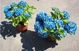 Hydrangea macrophylla Teller Blue Hortensie 40-60 cm