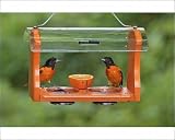 Photographic Prints of Baltimore Oriole - males feeding at jelly and fruit feeder from Ardea Wildlife Pets