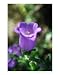 Praise the Lord Psalms 135:3 Botanical Photographic Poster Print by Margie M. Mason, 8x10