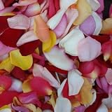Fresh Rose Petals Mixed Colors