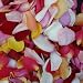 Fresh Rose Petals Mixed Colors