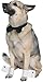 Chippendale Stripper Dog Costume