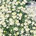 Chamomile Herbs - Seed Packet