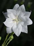 Amazon / Hirts: Perennials ; Sun: Double White Balloon Flower - 8 Plants - Platycodon