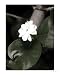 Jasmine Botanical Photographic Poster Print By K. M. Watkins, 16x20