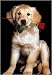 Golden Retriever by Reinders Fine Art Print / Poster 24.00 x 36.00 in. - Framed in a Silver Metal Frame