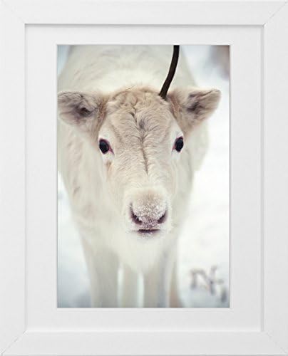 Animal Photography - 'Only One Antler' - Reindeer Fine Art Nature and Landscape Photography Print by Sophie Takes Photos