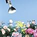 60 Watt Dayspot Grow Bulb