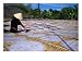 Drying Rice Paper Before Cutting into Noodles, Vietnam Places Photographic Poster Pri...