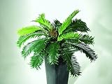 Cycus Farn mit Frucht ca. D:85cm