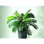 Cycus Farn mit Frucht ca. D:85cm von huebsch-deko.de