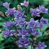 Queen Fabiola Brodiaea 15 Bulbs -Triteleia- Starflowers
