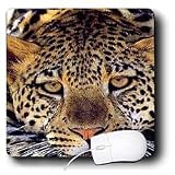 Wild animals - Leopard - Mouse Pads