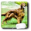 Dogs Irish Setter - Irish Setter - Mouse Pads