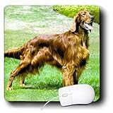 Dogs Irish Setter - Irish Setter - Mouse Pads