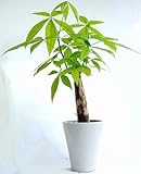 パキラ5寸陶器鉢