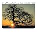 The Sunset Tree