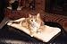 Pet Supplies : K&H Faux Suede Thermo Kitty Mat