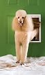 PetSafe Extreme Weather Per Door - Large