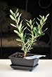 9GreenBox - Olive Tree Bonsai - Olea Europaea w/ Water Tray & Fertilizer Christmas Gift