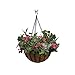 Border Concepts 72505 All Natural Preformed Coconut Liner Replacement for Hanging Basket, 16-Inch