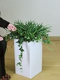 光触媒 観葉植物 ヤブランアレンジ 60cm
