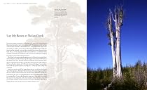 Remarkable Trees of the World