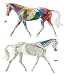 Anatomy in Motion