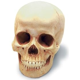 Human Female Skull Replica by Skullduggery