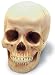 Human Female Skull Replica