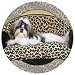 Shih Tzu Dog Absorbastone Coaster Set of 4