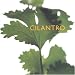 Books : Cilantro (Little Kitchen Library)