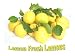 Lemon Fresh Stem & Leaf Unwaxed Lemons - Non-Sprayed - Home Grown - Price includes Freight - 33+ Lemon Fresh Lemons - 9 LBS - No Hidden Costs - Fresh Picked to Fill Your Order - California Produce